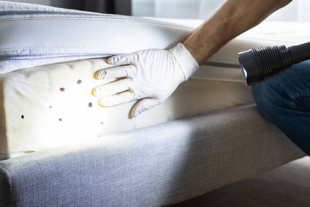 Best Bed Bug Extermination  in Montrose, MI