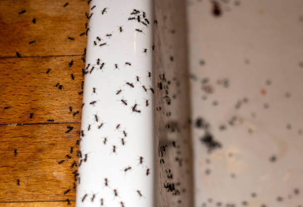 Professional Pest Control in Montrose, MI